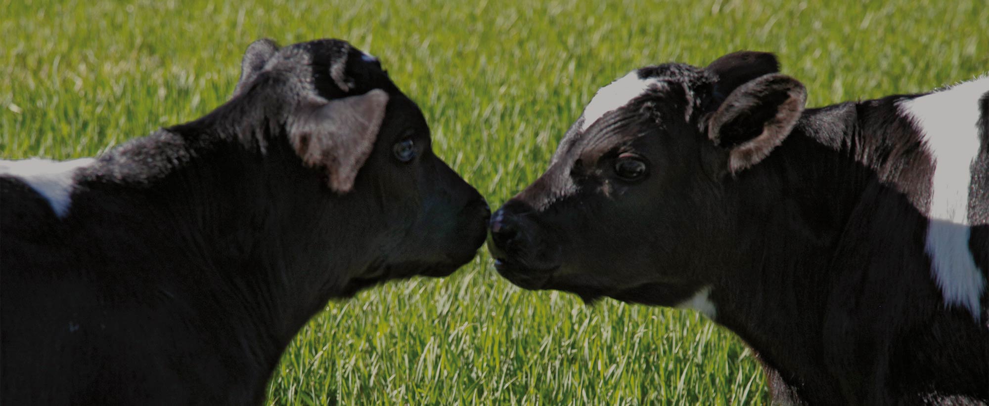 The Farmer's Cow Calves